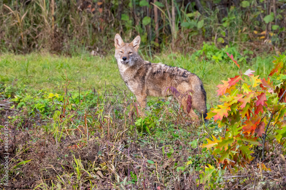 Coyote in the Woods with Autumn Colors