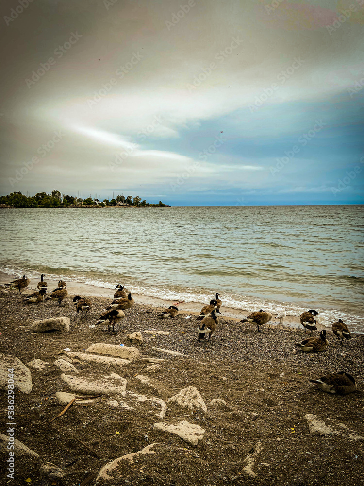 Obraz premium ducks on the beach