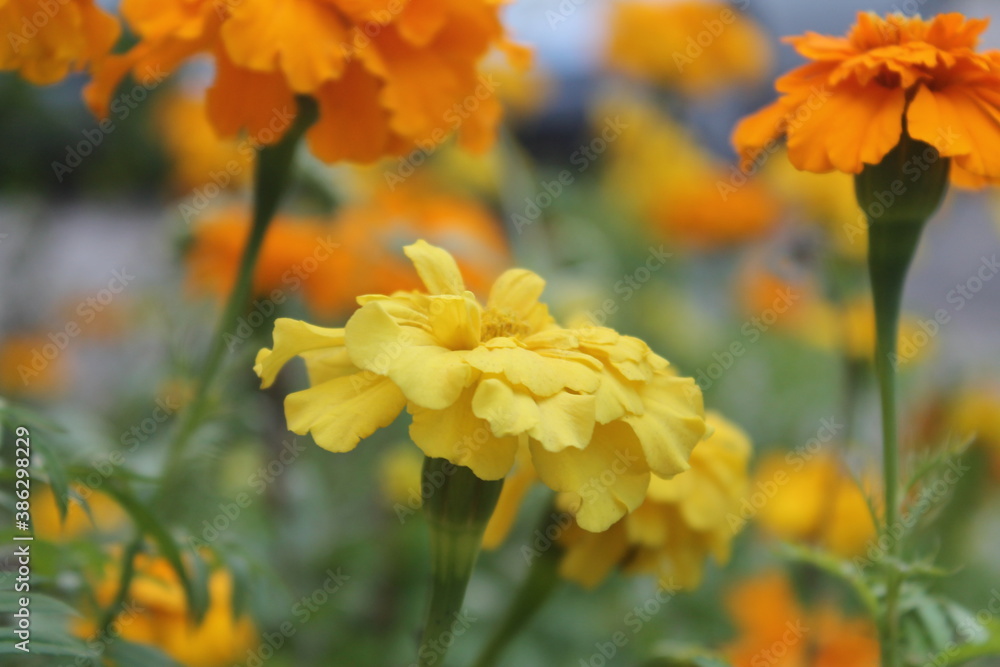 Yellow flowers close up with blurred background Yellow flowers close up with blurred background
