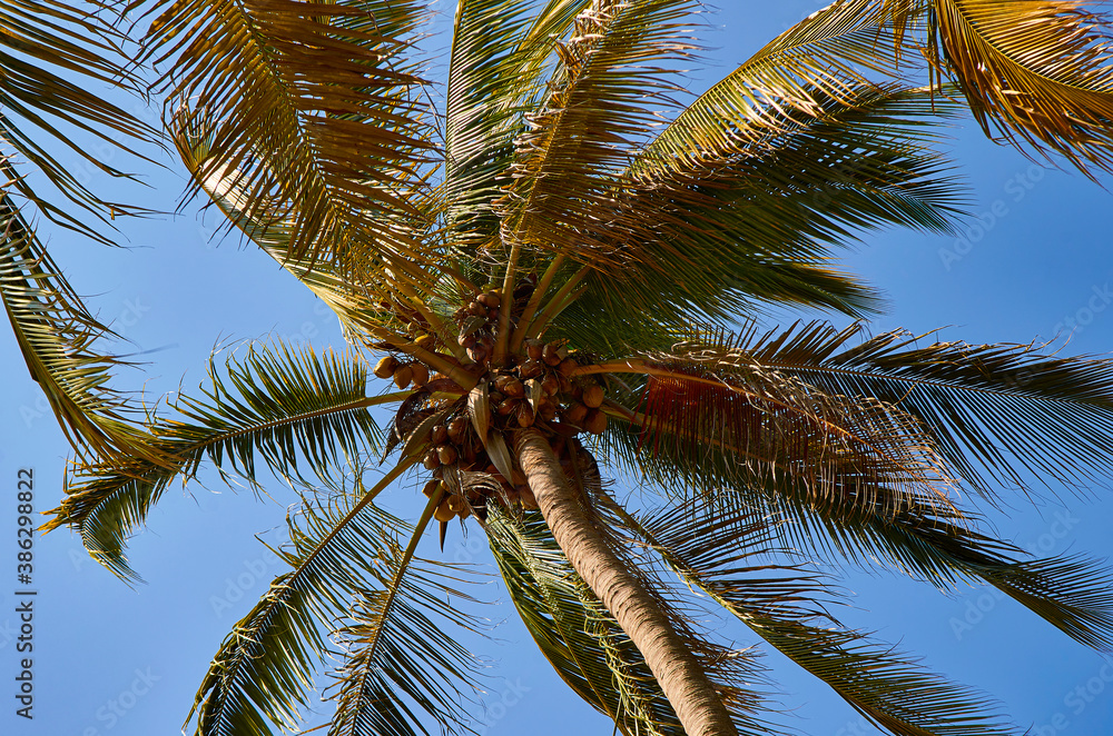 Fototapeta premium palmas chacala nayarit