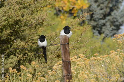 Two black billed magpie birds or pica hudsonia perched on fence and fence post amid autumn vegetation