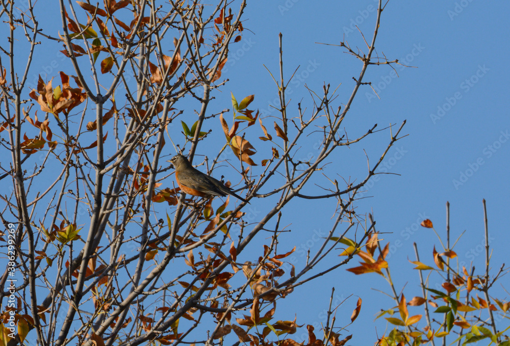 American robin bird camouflaged by autumn leaves while perched on tree branch