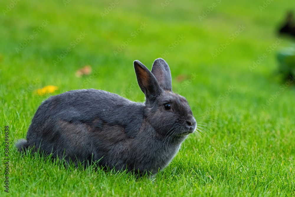 close up portrait of a cute dark grey rabbit resting on green grass field in the park close up portrait of a cute dark grey rabbit resting on green grass field in the park
