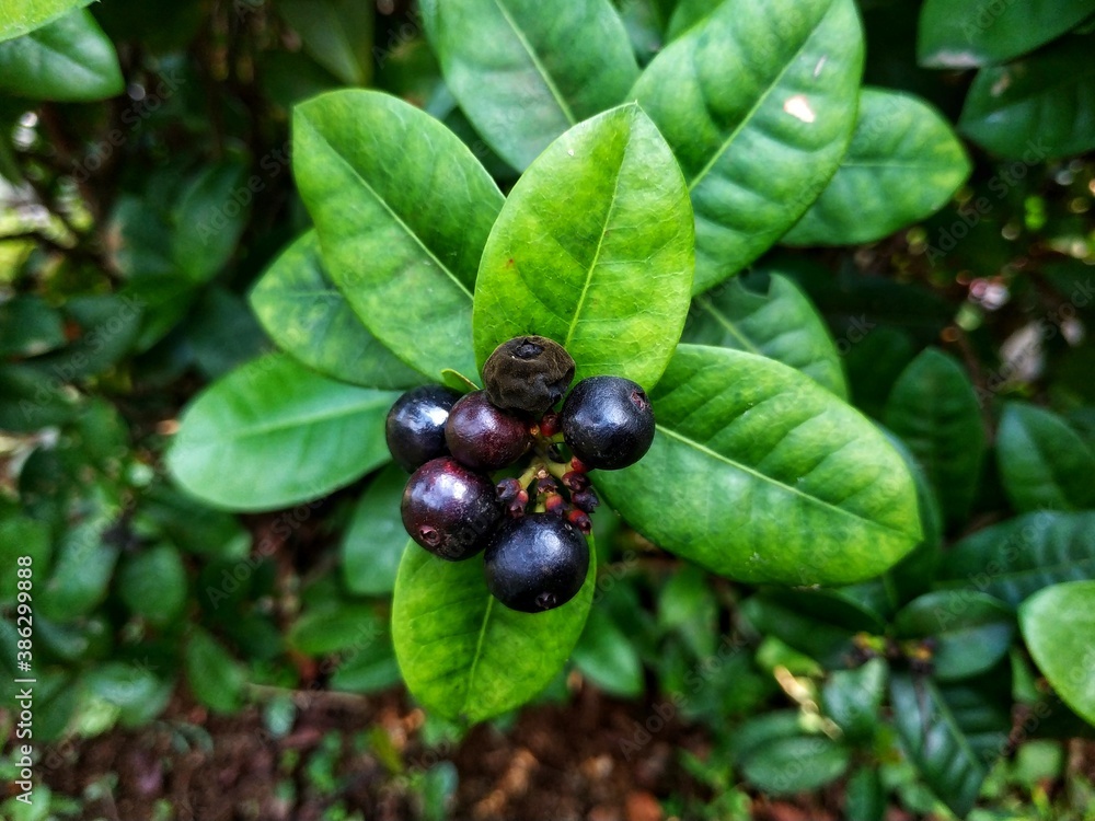 Several ripe huckleberries and one rotten huckleberry on a branch against a green background in the garden. Several ripe huckleberries and one rotten huckleberry on a branch against a green background in the garden.