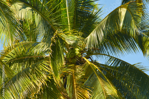 palmas mexico