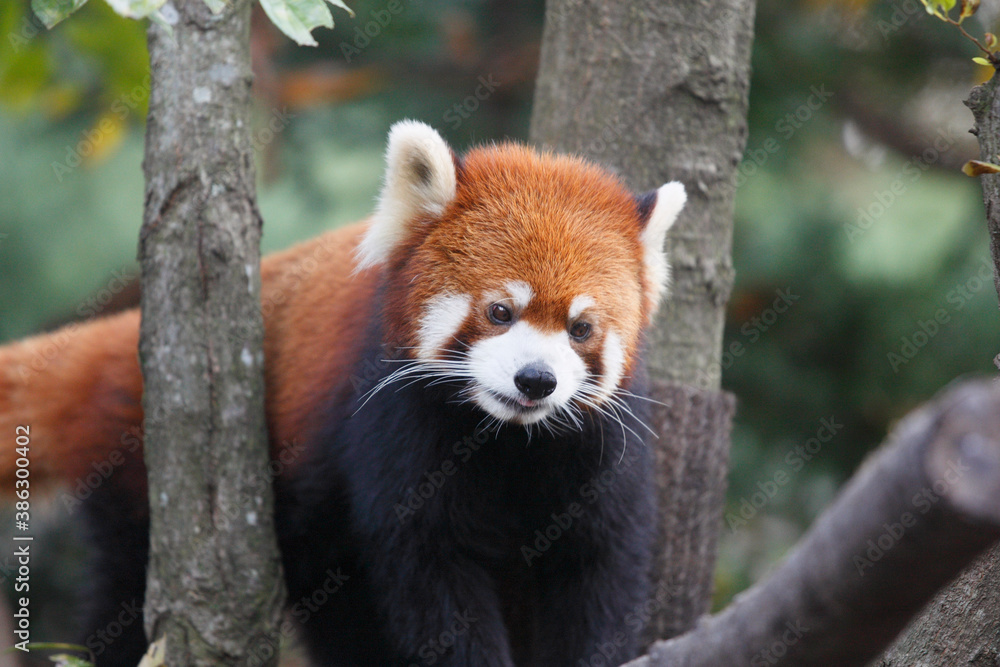 Naklejka premium レッサーパンダ