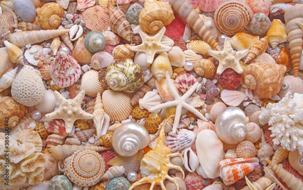 Many tropical colorful seashells, corals and starfishes mixed with pearls