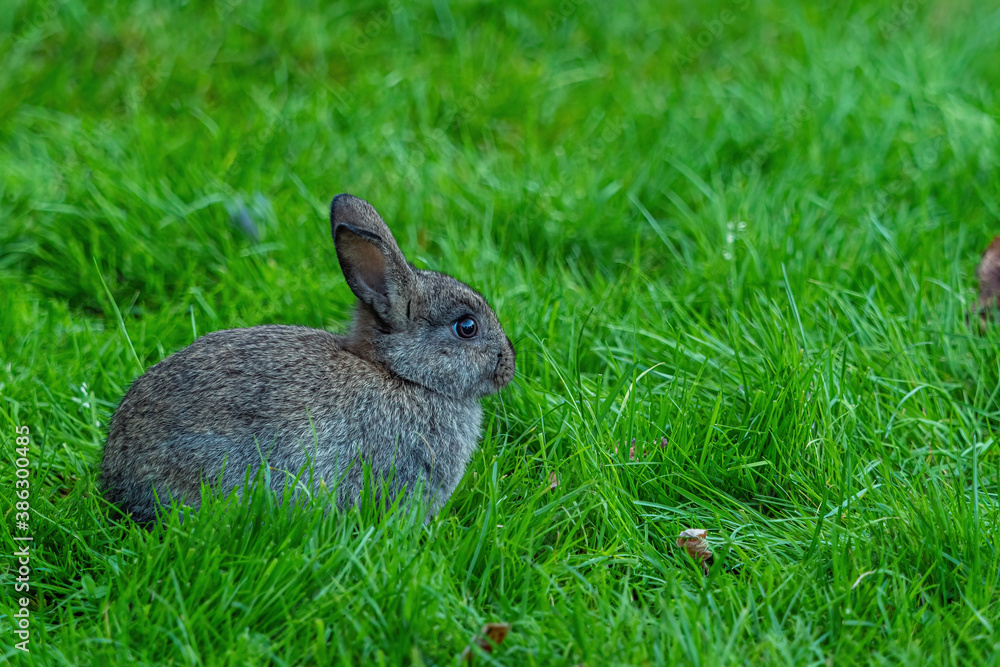 Fototapeta premium side portrait of a cute grey bunny laying on green grass under the shade