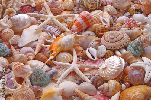 Starfishes and seashells background 