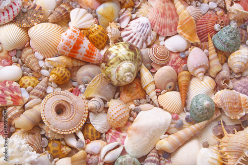 Colorful seashells and corals as background