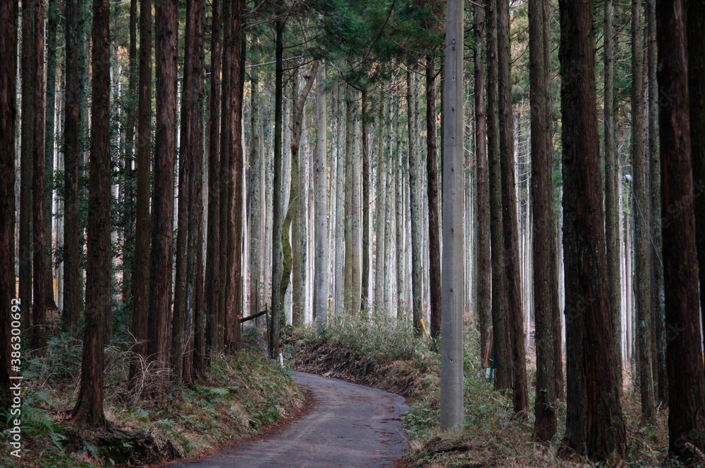 Obraz premium 杉林