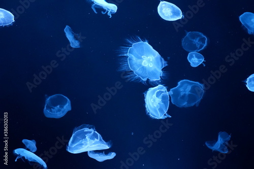 Mysterious jellyfish