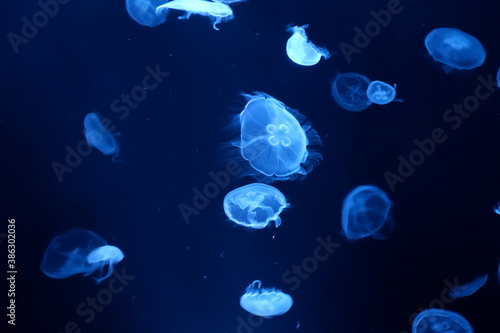 Mysterious jellyfish