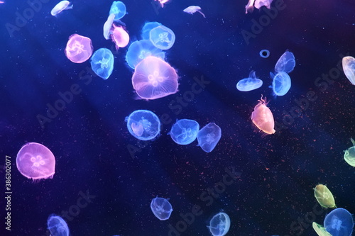 Mysterious jellyfish © 健太 保戸塚