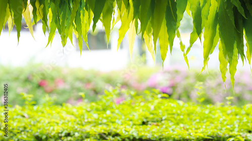 Fototapeta Naklejka Na Ścianę i Meble -  green leaves and blurred background