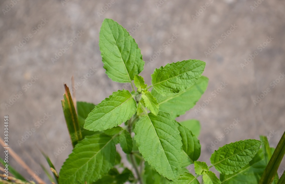 Holy Basil or Tulsi Plant with Selective Focus Holy Basil or Tulsi Plant with Selective Focus