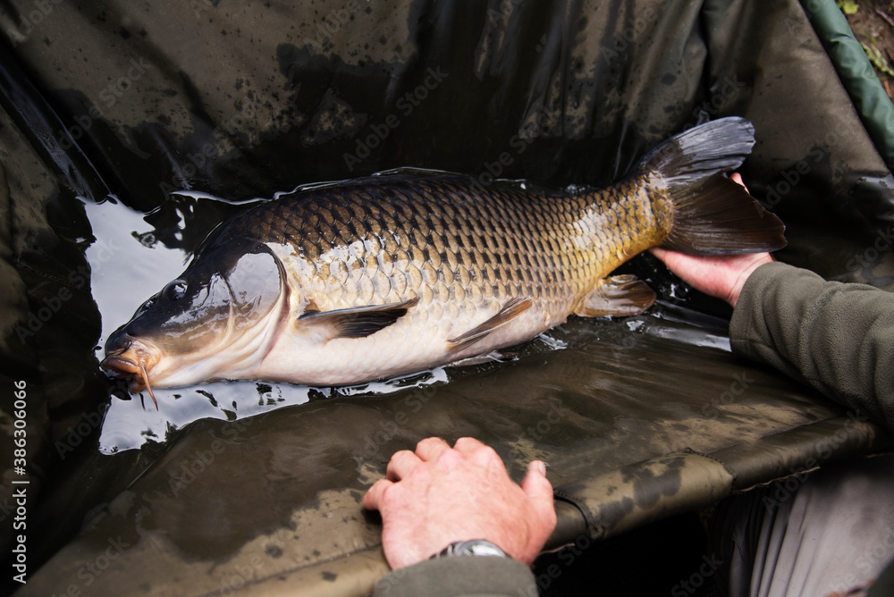 Carp on a fishing cradle and the hands of a fisherman. Selective focus. Sport carp fishing.