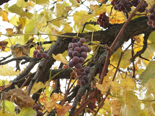 Ripe grapes on a vine with bright sun background. Vineyard harvest season