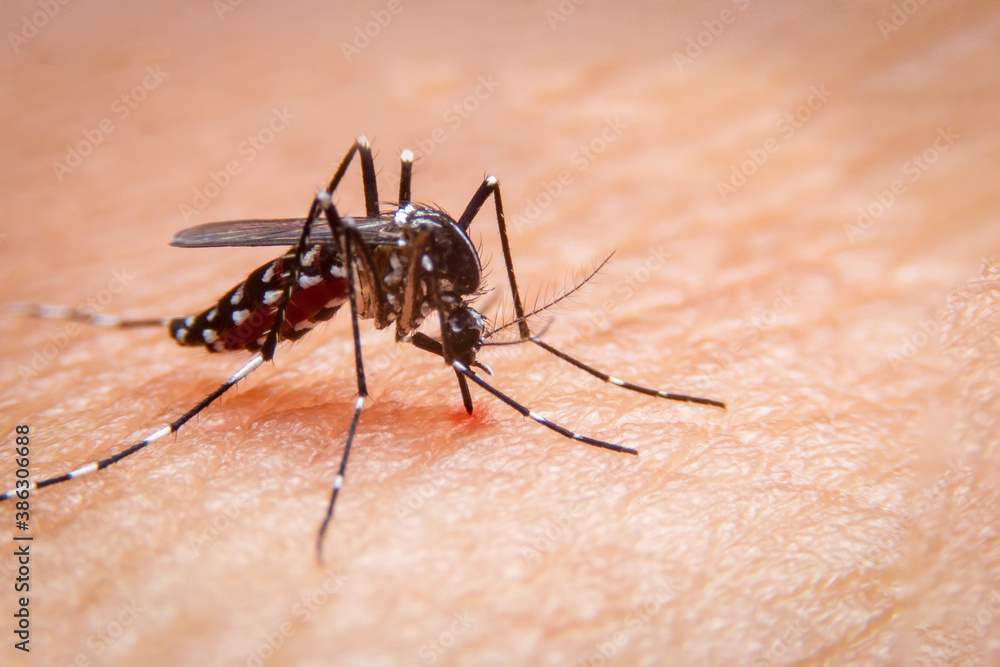 Fototapeta premium Striped mosquitoes are eating blood on human skin. Mosquitoes are carriers of dengue fever and malaria.Dengue fever is very widespread during the rainy season.