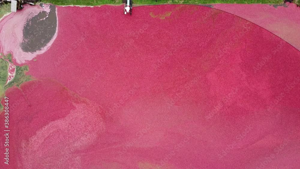 Top down view of the cranberries floating in the water Top down view of the cranberries floating in the water