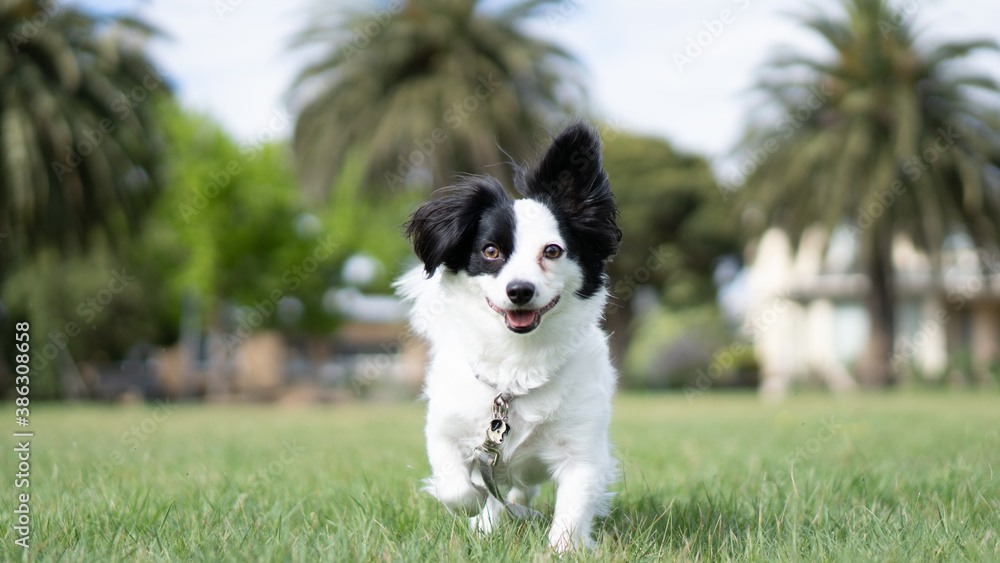 Papillon dog running 1