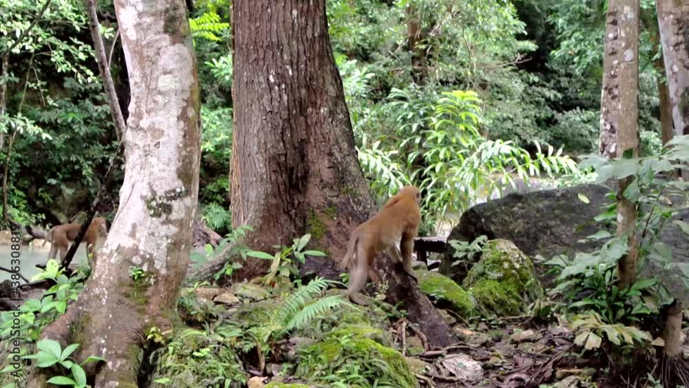 A playful and curious Macaque monkey looking around and walking amongst trees A playful and curious Macaque monkey looking around and walking amongst trees