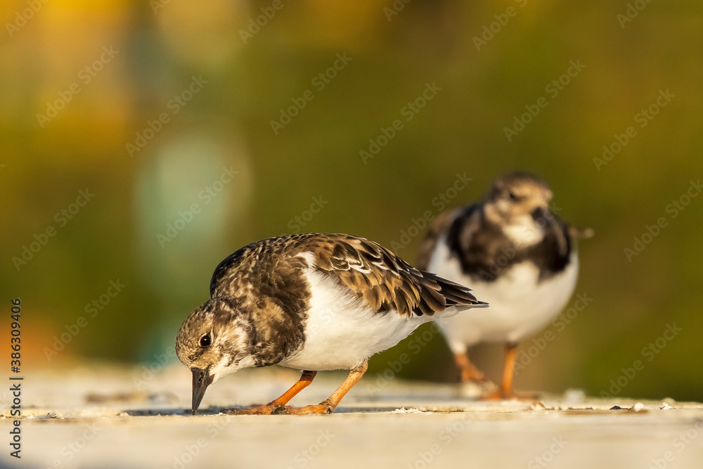 Fototapeta premium Ruddy Turnstone Arenaria interpres Cosya Ballena Cadiz