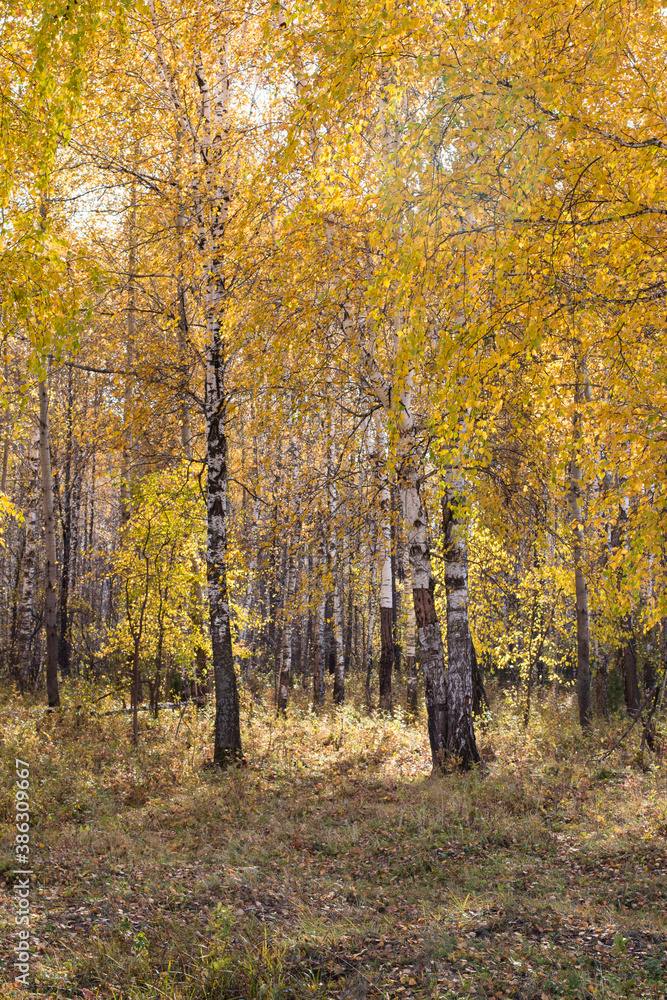Birches with yellow falling leaves in an autumn park. A bright, sunny day. Birches with yellow falling leaves in an autumn park. A bright, sunny day.