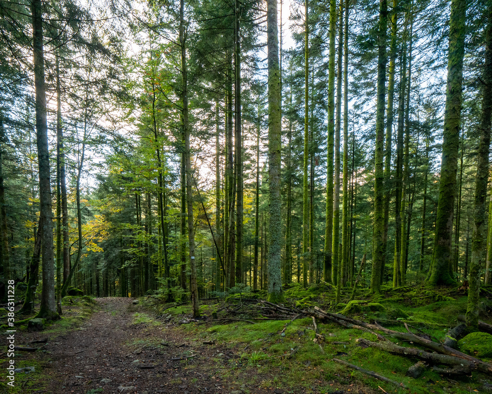 Fototapeta premium Forêt, le Haut-du-Tôt dans les Vosges