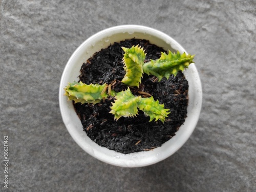 A cup of tropical cactus