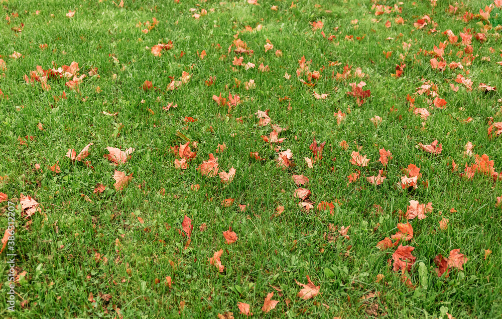 Beautiful green lawn after the last autumn mow before winter. The grass is strewn with reddish and orange fallen maple leaves. Territory care, fertilization and plant feeding. Banner