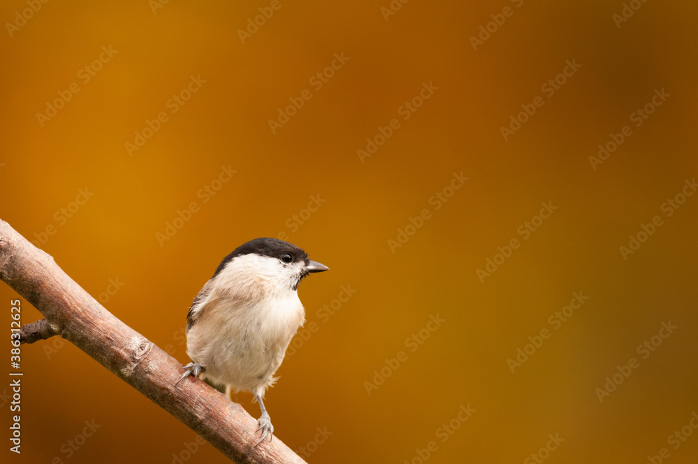 Fototapeta premium mésange nonette
