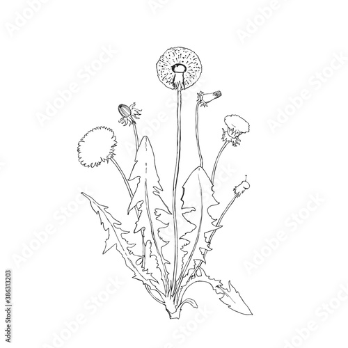 Dandelion botanical isolated illustration, hand drawn plant