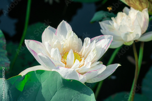 Fine art - Beautiful blossoming white lotus flowers and lotus flower plants