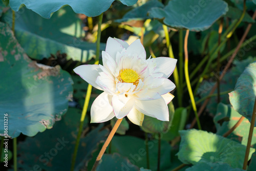 Fine art - Beautiful blossoming white lotus flowers and lotus flower plants