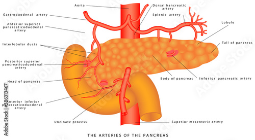 Arteries of the pancreas. The vasculature of the pancreas. Arterial supply of the pancreas. Anatomy of the pancreas and upper abdomen. Structure and function of Stomach Anatomy system
