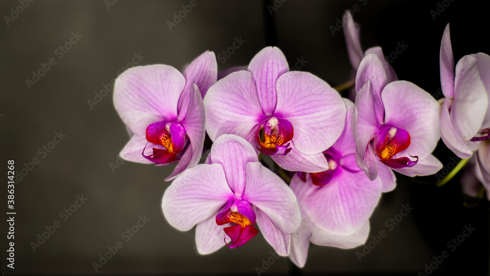 A purple Moth Orchid in full bloom. Soft pink Phalaenopsis flower. Cozy home interior detail. A purple Moth Orchid in full bloom. Soft pink Phalaenopsis flower. Cozy home interior detail.