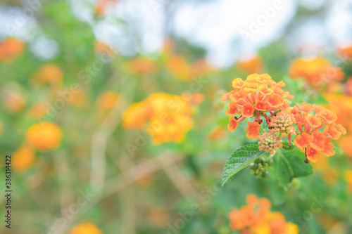 カラフルなランタナの花畑1 © ant