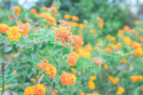 ランタナの花畑1 © ant