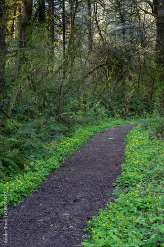 Flowered Trail - Yellow Violets (Viola glabella) line a trail in Western Oregon.