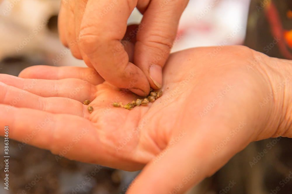 Picking Up Seeds Picking Up Seeds