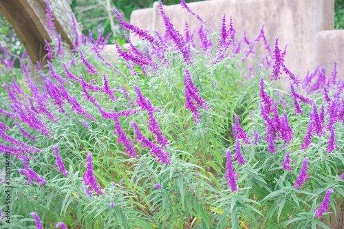 紫色の花畑