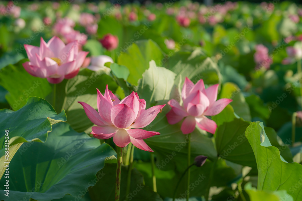 Pink lotus flowers among green leaves on lake