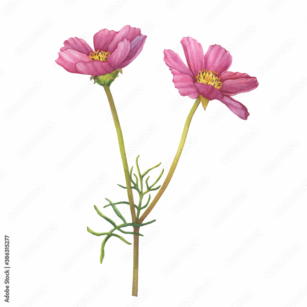 Branch with pink flower of cosmea (Cosmos bipinnatus, Mexican aster, garden cosmos). Watercolor hand drawn painting illustration isolated on white background. Branch with pink flower of cosmea (Cosmos bipinnatus, Mexican aster, garden cosmos). Watercolor hand drawn painting illustration isolated on white background.