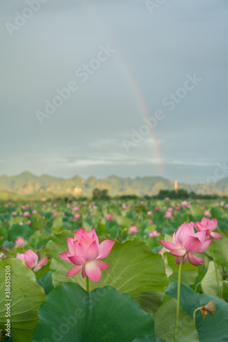 Pink lotus flowers among green leaves on lake. Rainbow on background