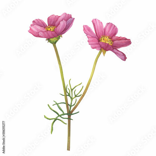 Branch with pink flower of cosmea  Cosmos bipinnatus  Mexican aster  garden cosmos . Watercolor hand drawn painting illustration isolated on white background.