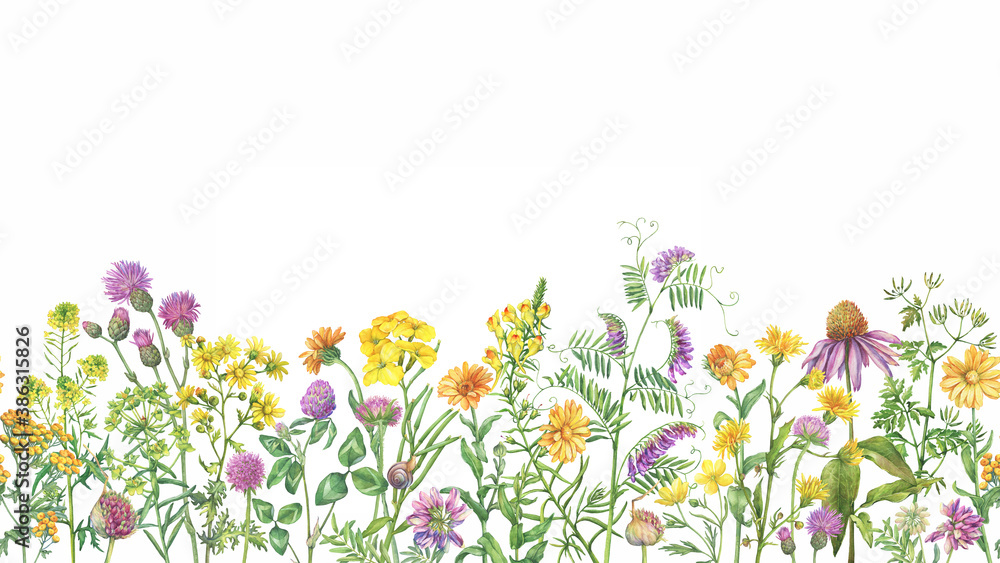 Seamless pattern, border with meadow wildflower, flowering medicinal herbs.. Watercolor hand drawn painting illustration isolated on a white background.