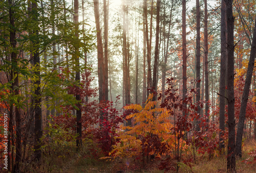 Section of mixed forest in sunny autumn morning