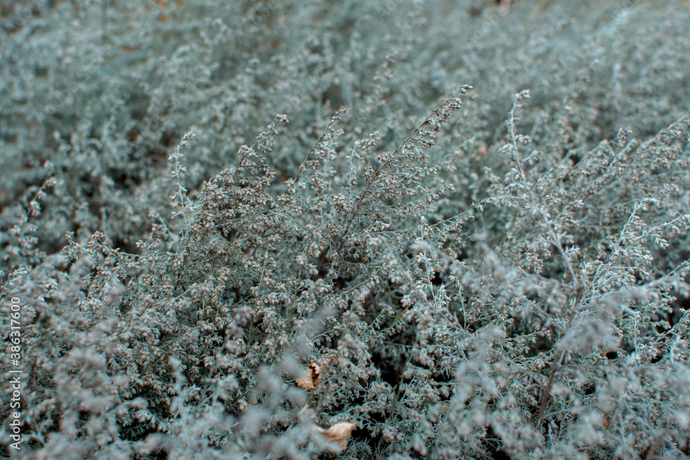 blue grass blue grass