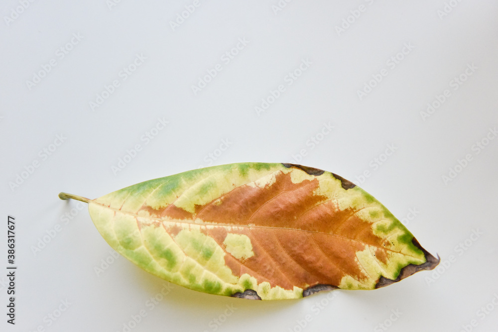 selective focus at the fallen avocado leaves selective focus at the fallen avocado leaves